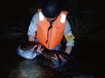 オオサンショウウオのの保護調査（鳥取県）