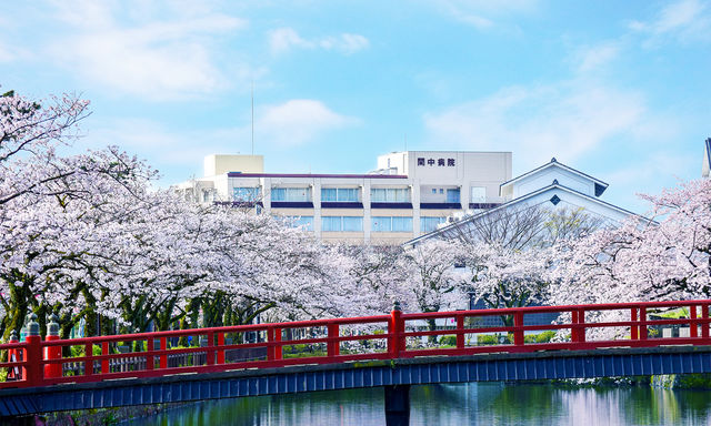 春になると小田原城の桜が満開になります。