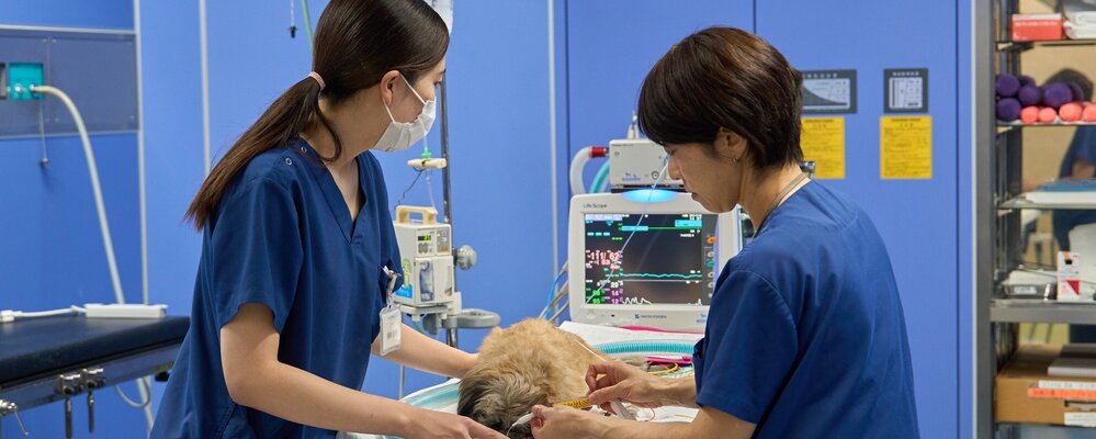 ​【中途採用】多くの疾患に対応する高度な二次診療病院で獣医師を募集します！ | 株式会社日本動物高度医療センター