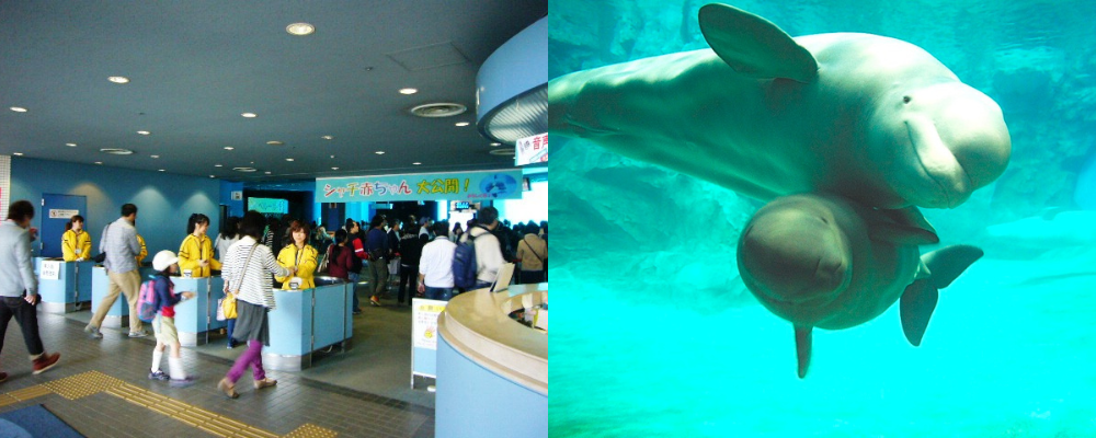 【名古屋港水族館】案内スタッフ募集！短期・長期OK★ | 株式会社コングレ