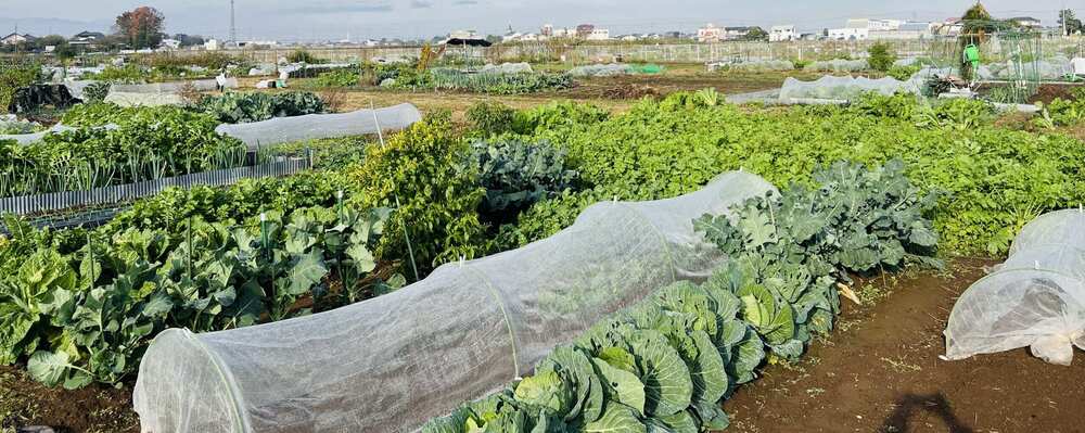 川越市 グリーンツーリズム拠点施設の運営スタッフ | 株式会社マイファーム