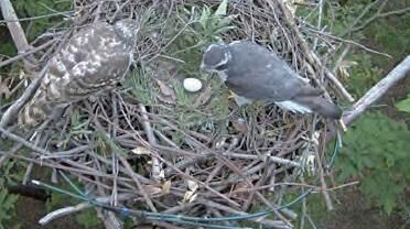 人工巣で繁殖するオオタカのIoTカメラによる観察（山梨県）