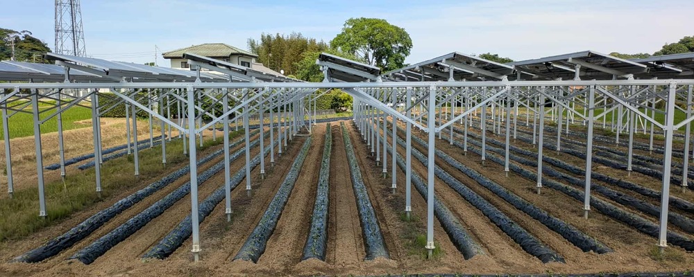 茨城県神栖を拠点とした自社農場での生産スタッフ | 株式会社マイファーム