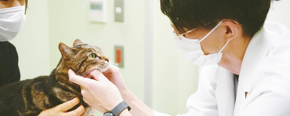 高度医療を行う上場企業の動物病院で人事のキャリアを積んでみませんか？ | 株式会社日本動物高度医療センター