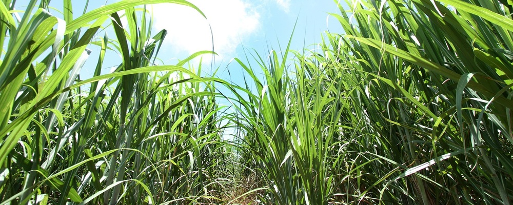 沖縄農業における行政連携事業プロジェクトマネージャー | 株式会社マイファーム