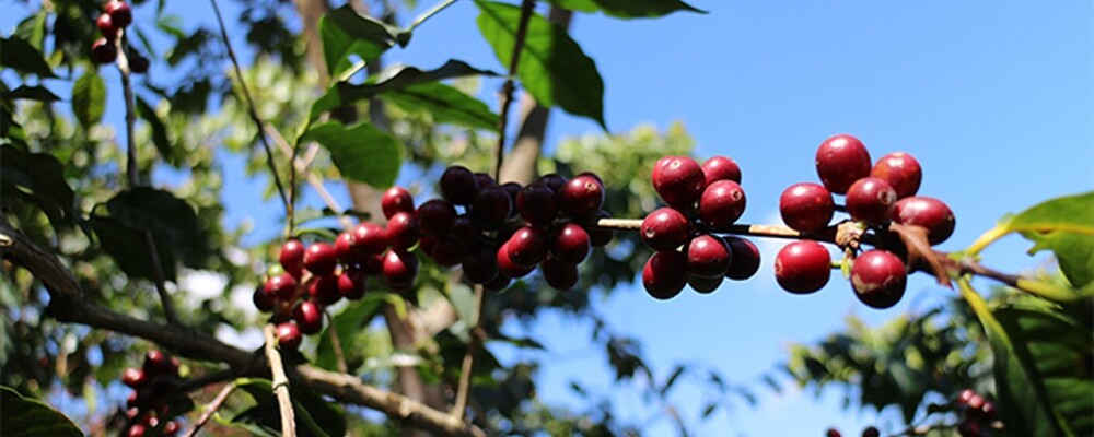 住友商事Gr【珈琲・酒類原料】海外出張あり×提案営業エキスパート | 住商フーズ株式会社