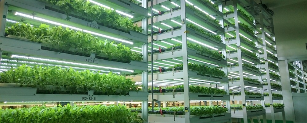 【パート】屋内野菜・エディブルフラワー栽培（生産工程） | 豊田鉄工株式会社
