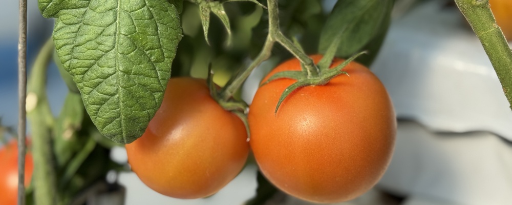 マニュアル完備で安心！野菜をのカット仕分け袋詰めのシンプルワーク | デリカフーズ株式会社