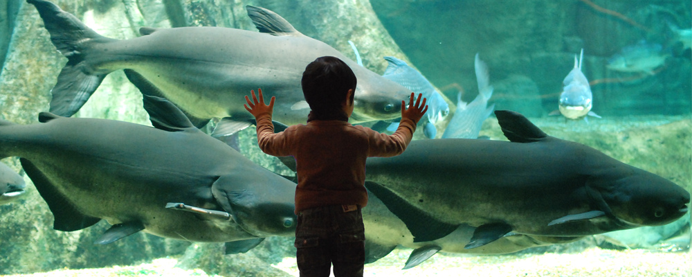 【世界淡水魚園水族館 アクア・トト ぎふ】受付・案内業務スタッフ★フルタイム募集★ | 株式会社コングレ