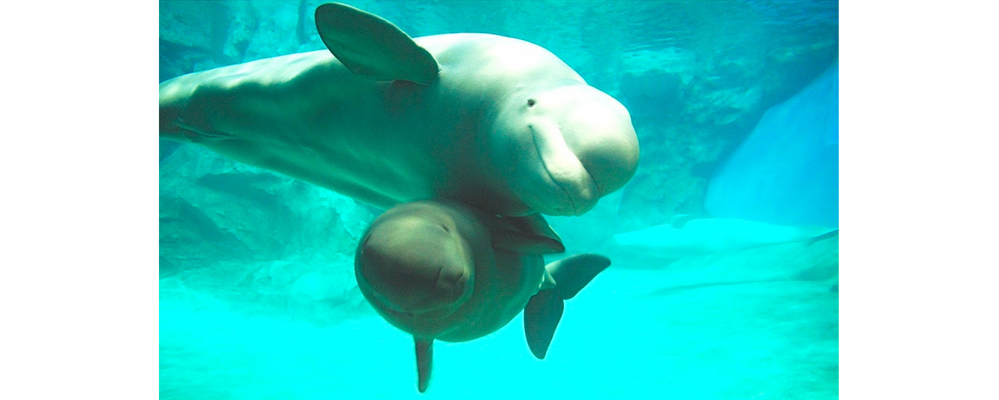 【名古屋港水族館】団体受付スタッフ募集中！ | 株式会社コングレ