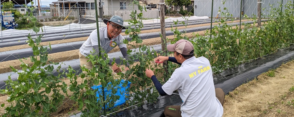 社会人向け農業スクールの農場管理スタッフ（京都農場） | 株式会社マイファーム
